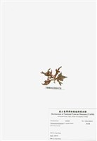 藏品(旋花藻)的圖片